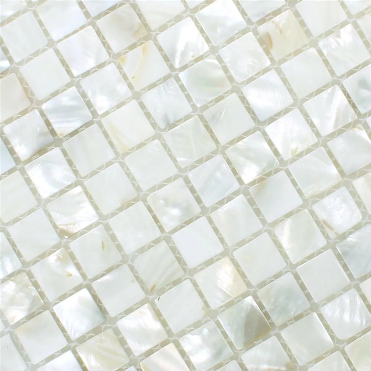 Mosaik Fliser Shell Kordon Hvid